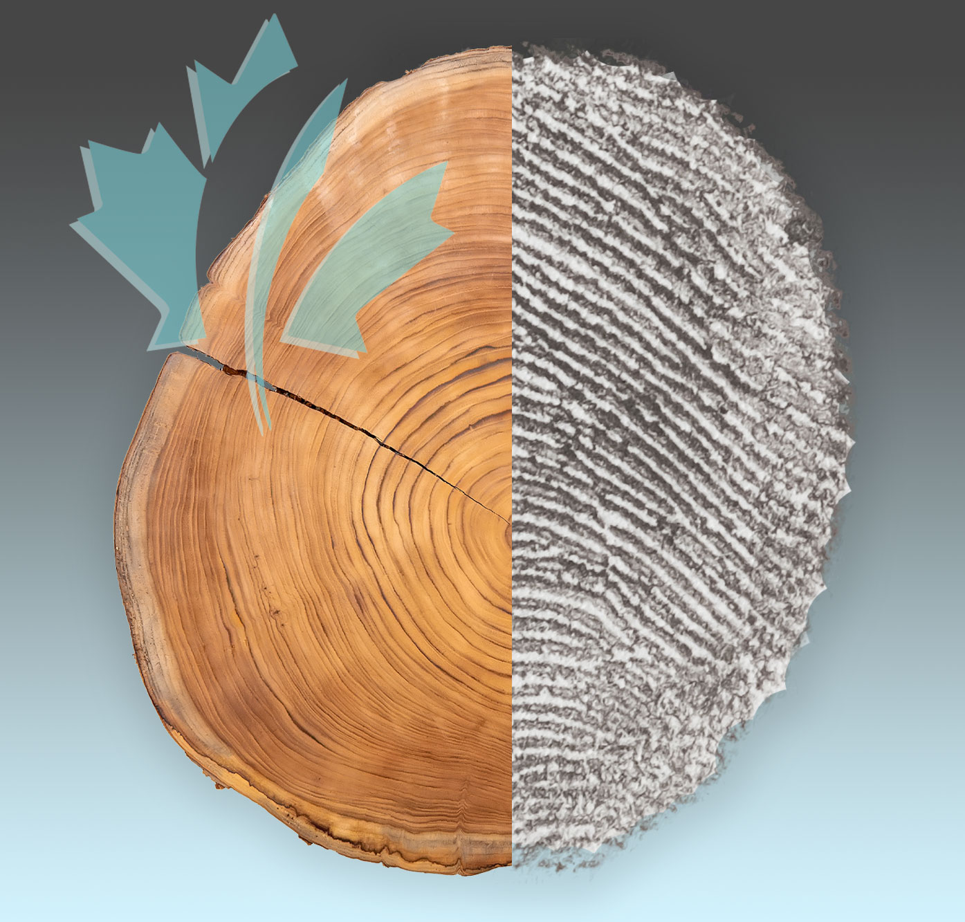 Promag-Tree-and-Fingerprint Tree and Fingerprint